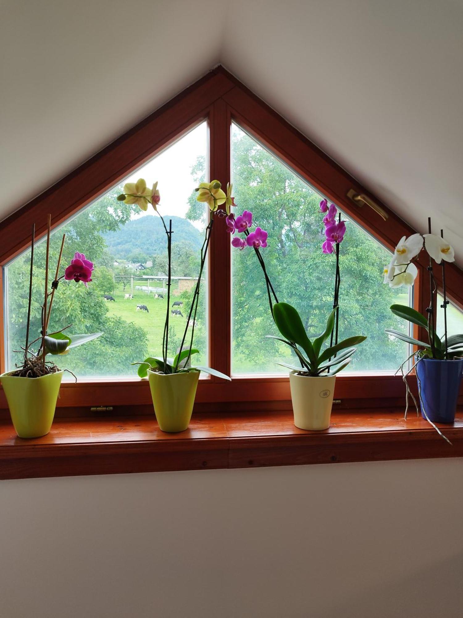 Apartma Julia Spodnje Gorje Экстерьер фото